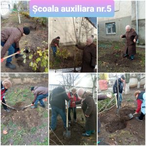 Acțiunile de plantare a arborilor în școala auxiliară nr. 5